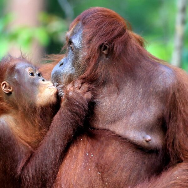 A mother and baby orangutan appear to kiss each other on the lips.
