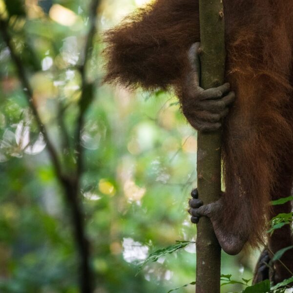 An orangutan grasps onto a branch with both hands and feet.