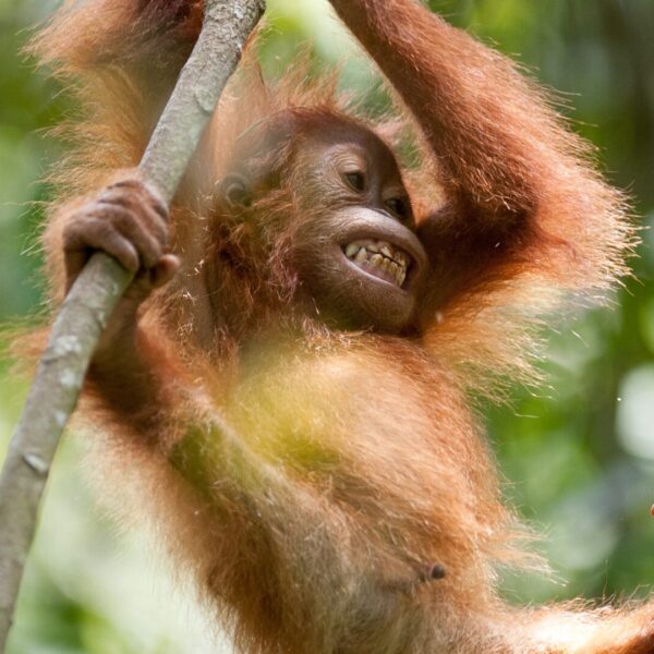 A baby orangutan swings on a branch, their teeth are on show, appearing to smile.