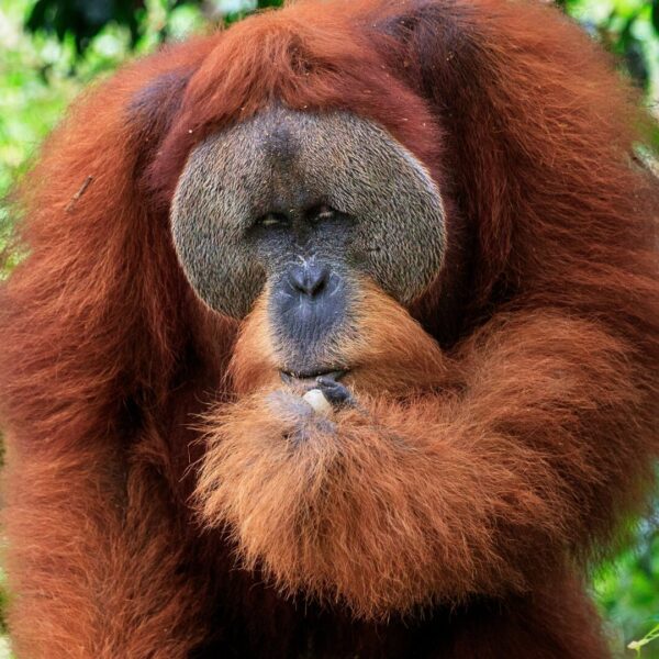 A male orangutan picks up food and puts it towards his mouth.