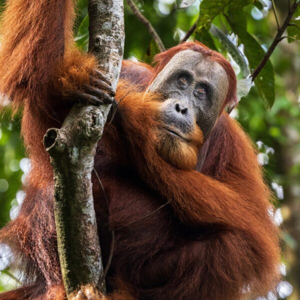 A male orangutan looks thoughtfully towards the sky, resting his head on his arm.