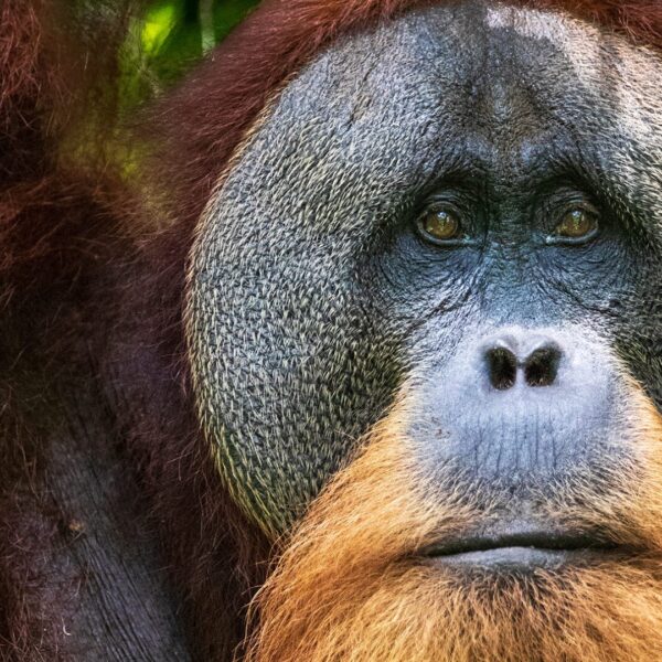A male orangutan looks off into the distance, his flanges fil the image and his eyes glint in the light. He has a sombre, serious expression.