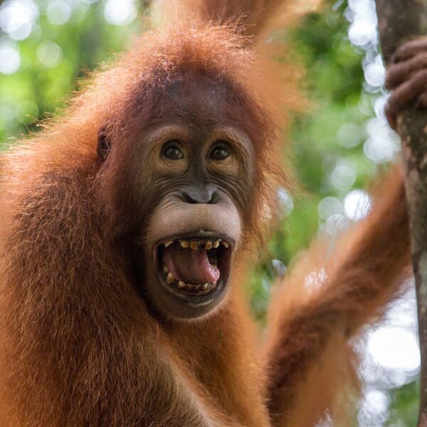 An orangutan looks at the camera and appears to be smiling