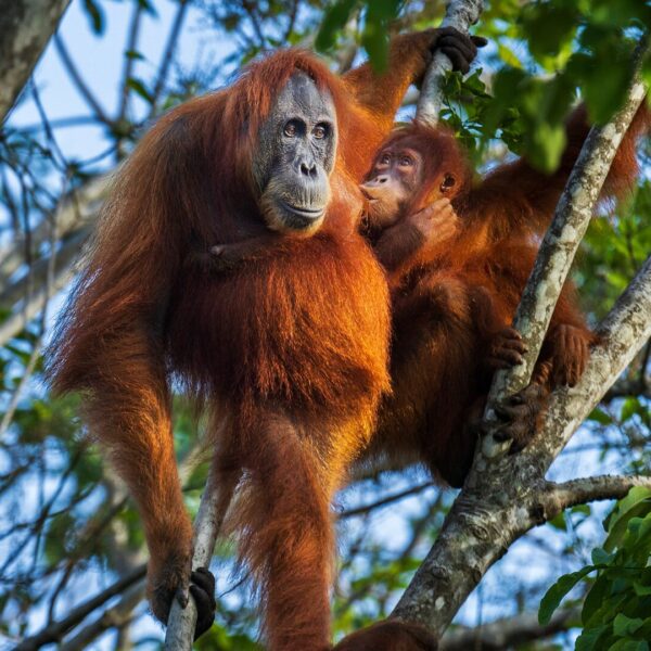 A female orangutan nurses her baby with a gentle smile on her face.