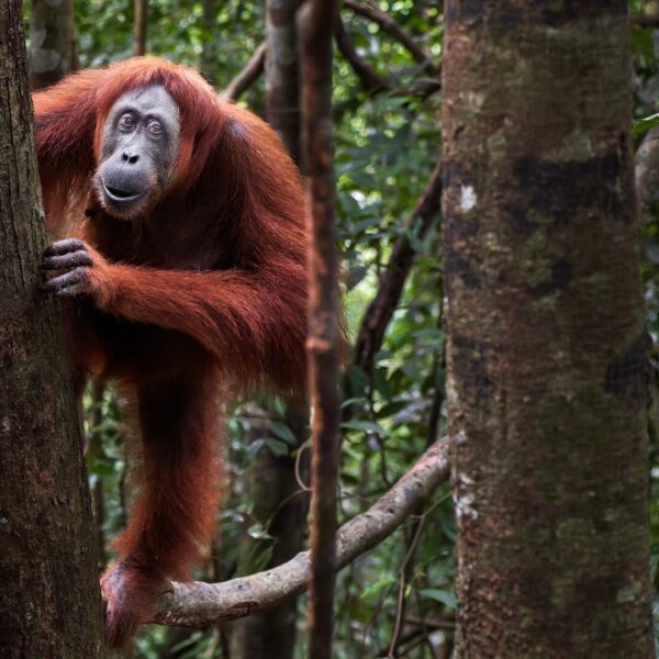 An orangutan moves through the rainforest, their vibrant red hair in contrast to the dark green surroundings. They appear to have a smile on their face.