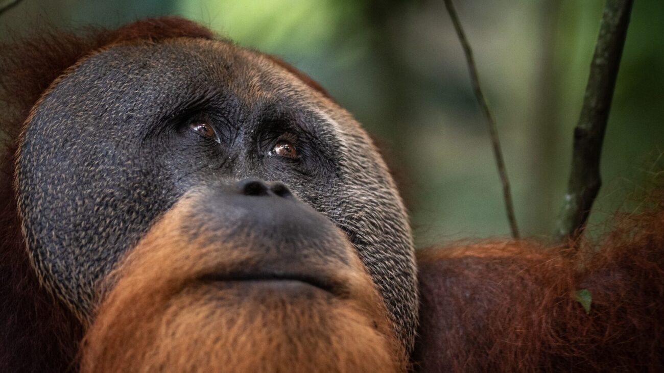 A dominant male orangutan with flanges gazes off into the distance. The camera is focused on his face.
