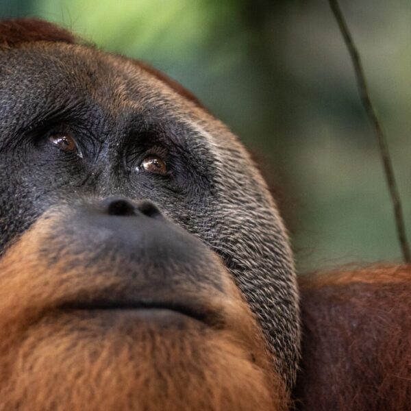 A dominant male orangutan with flanges gazes off into the distance. The camera is focused on his face.
