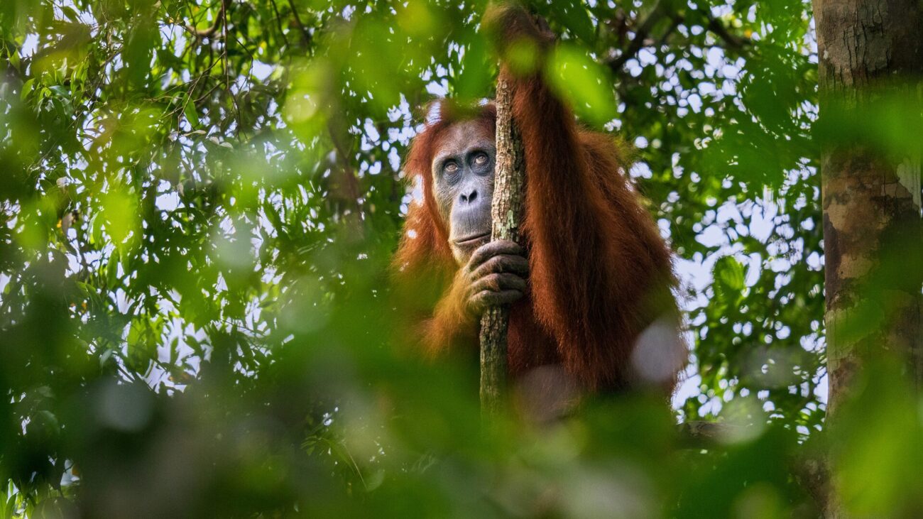 An orangutan holds onto a branch and looks upwards, through the rainforest canopy.
