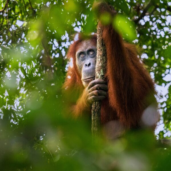 An orangutan holds onto a branch and looks upwards, through the rainforest canopy.