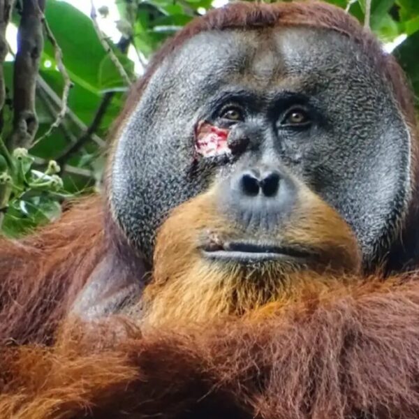 Rakus, the male orangutan, with a wound on his face.