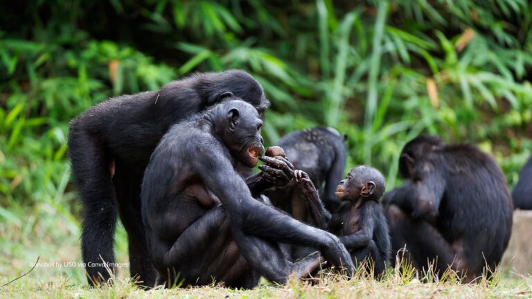 Five Examples of Sexual Diversity in Monkeys and Apes - SOS – Sumatran ...