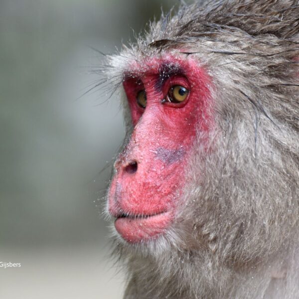 Five Examples of Sexual Diversity in Monkeys and Apes