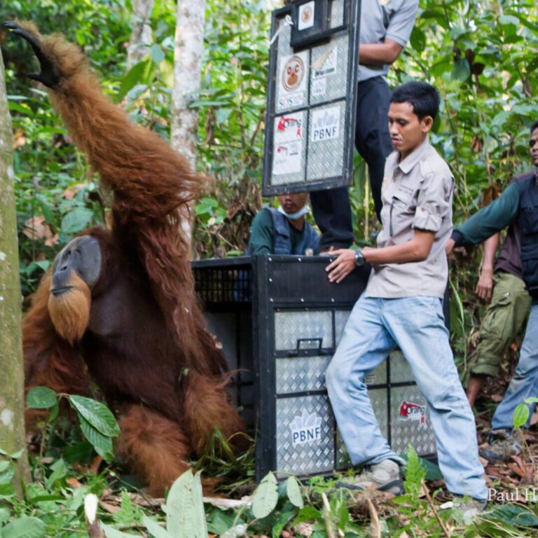 Krisna releases a male orangutan into the wild.