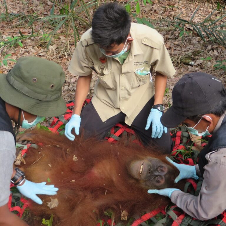 Krisna and team tend to an orangutan with gloves and masks on their faces.