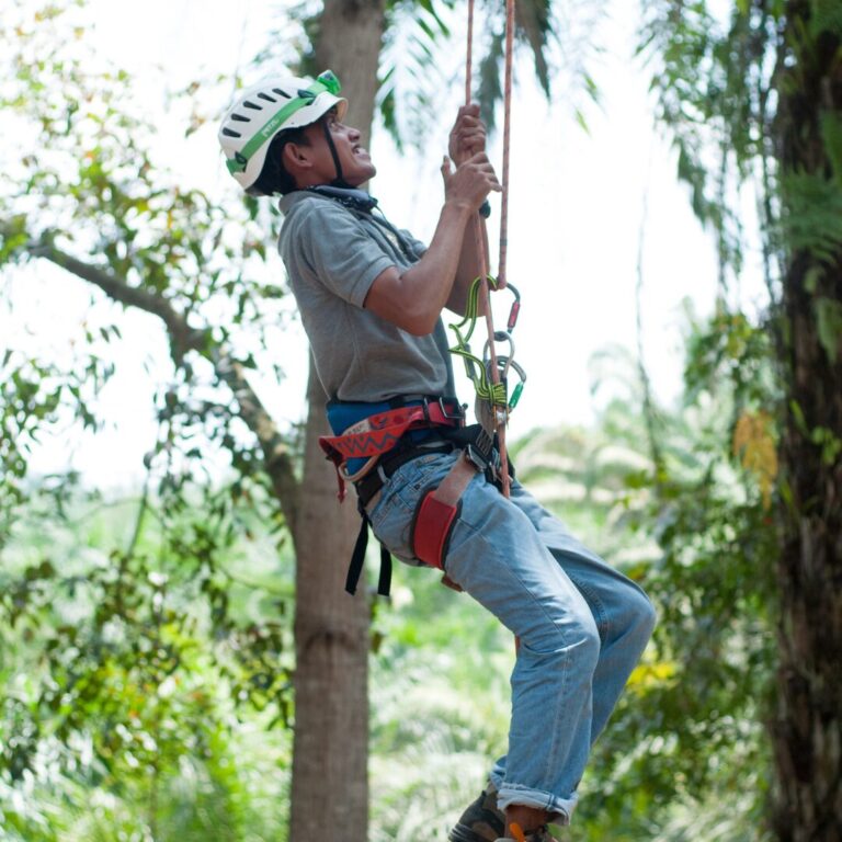Krisna climbs a tree using climbing equipment.