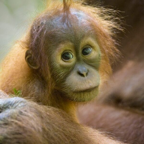 Infant orangutan looking towards us being head by an adult orangutan hand
