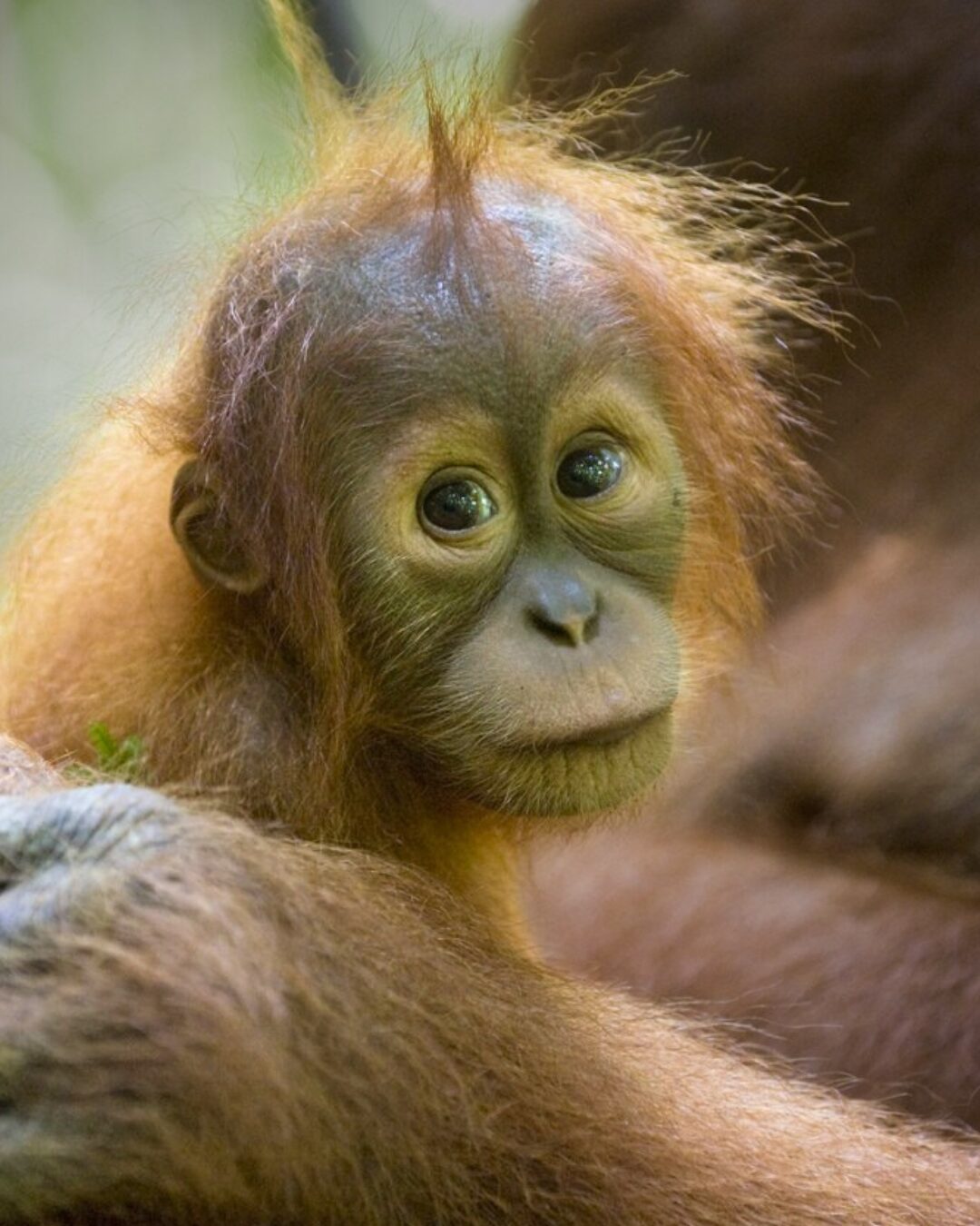 Infant orangutan looking towards us being head by an adult orangutan hand