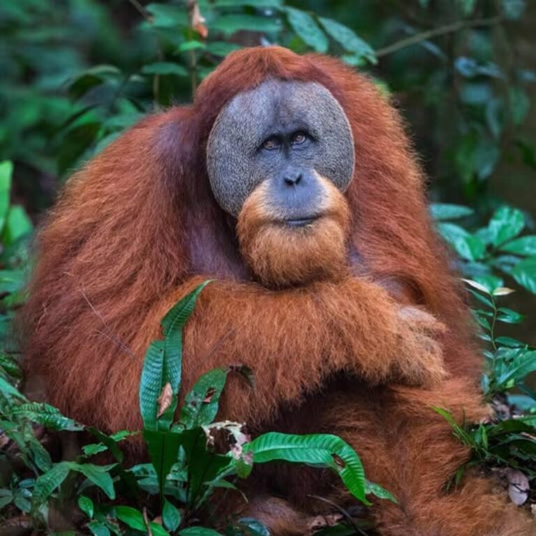 A male orangutan sits among green foliage, looking towards the camera.