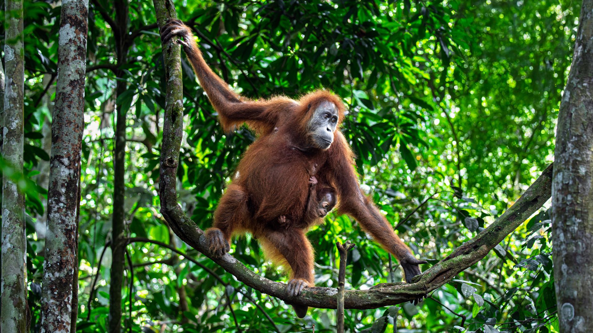 A young orangutan clings to its mother as she moves along a branch