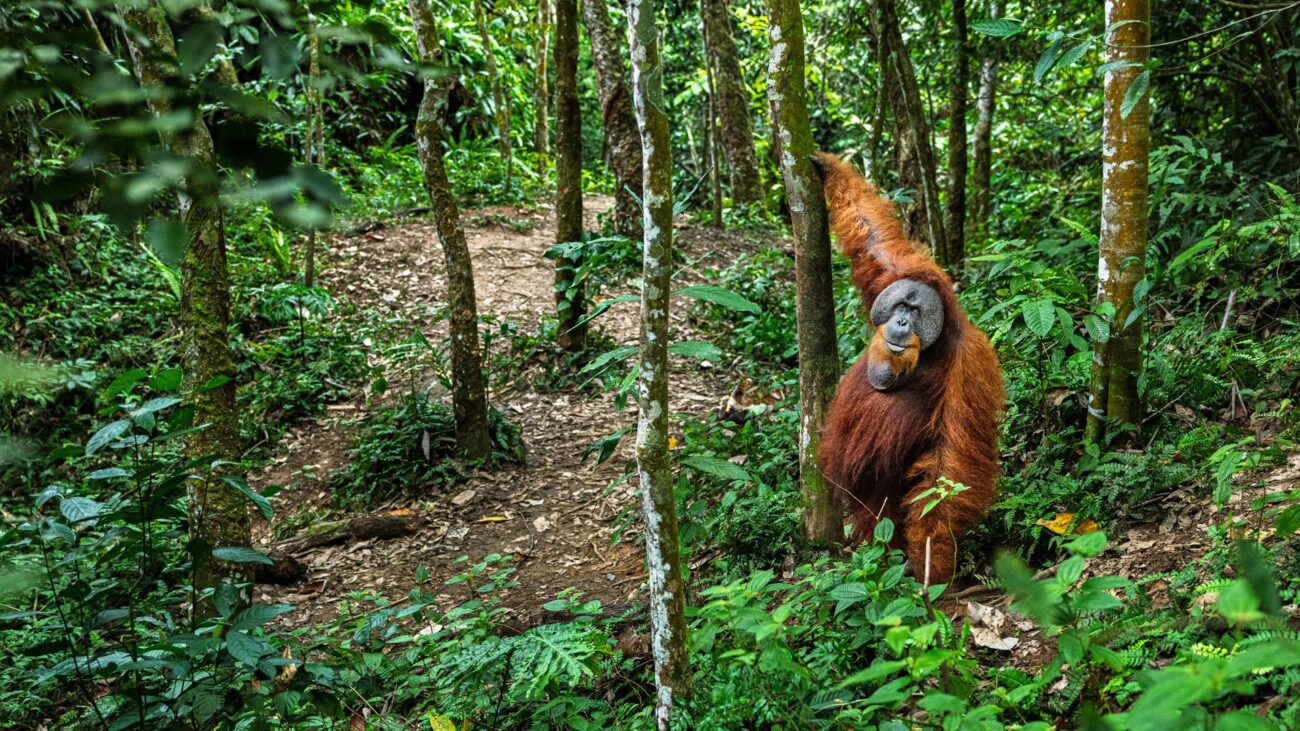 A dominant male orangutan stands on the ground and smiles towards the camera.