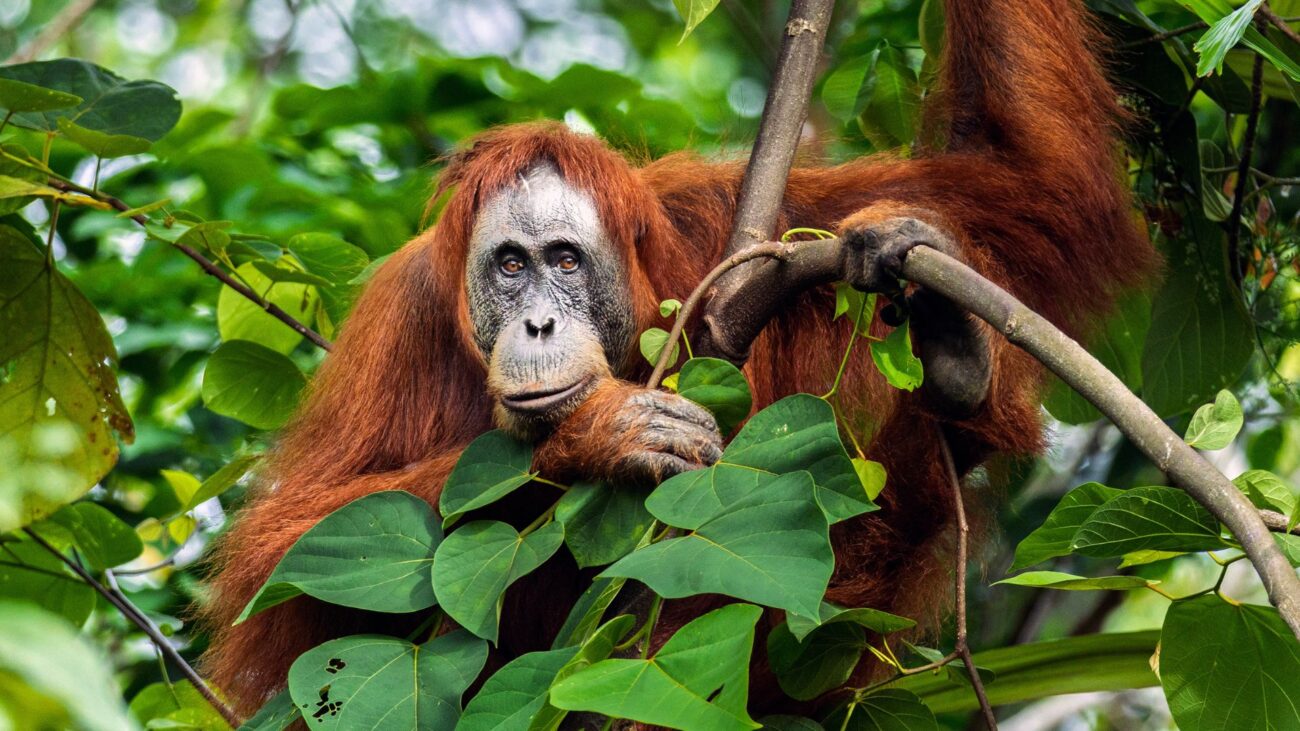 An orangutan gazes towards the camera, with a gentle smile on her face.