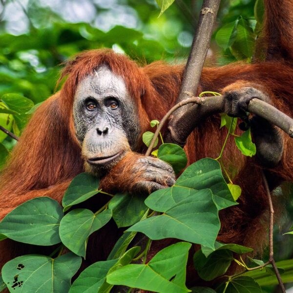 An orangutan gazes towards the camera, with a gentle smile on her face.