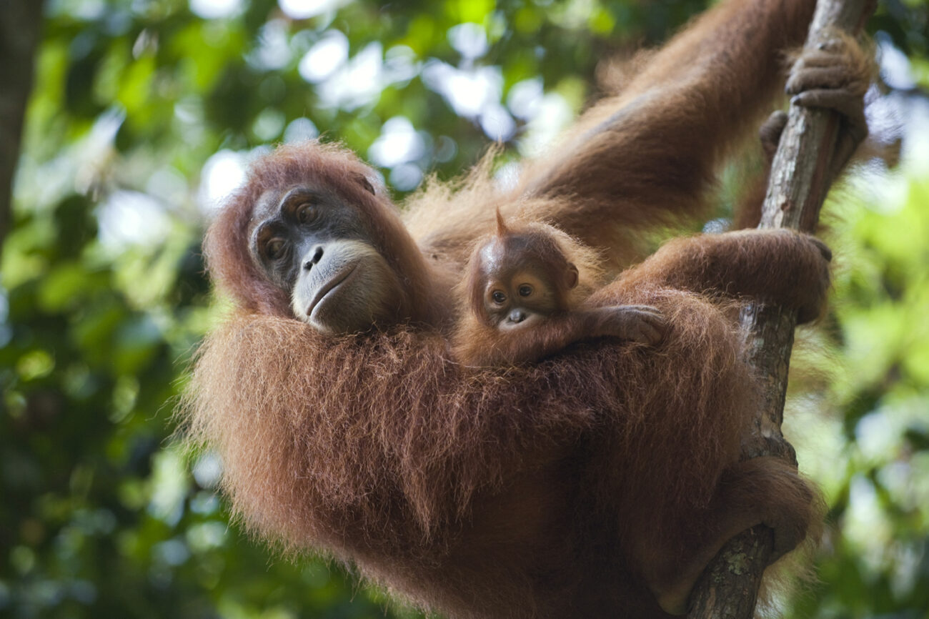 Sumatran Orangutan Pongo abelii Mother and 1.5 year old baby North Sumatra, Indonesia
