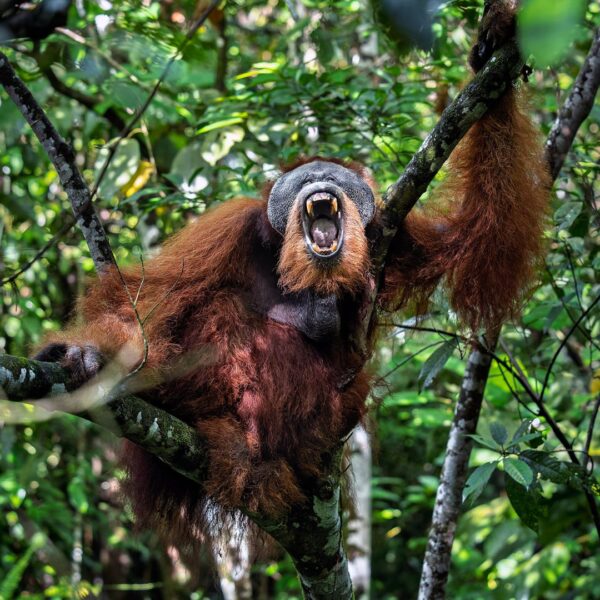 The Myth of the Alpha Male: Rare Among Primates