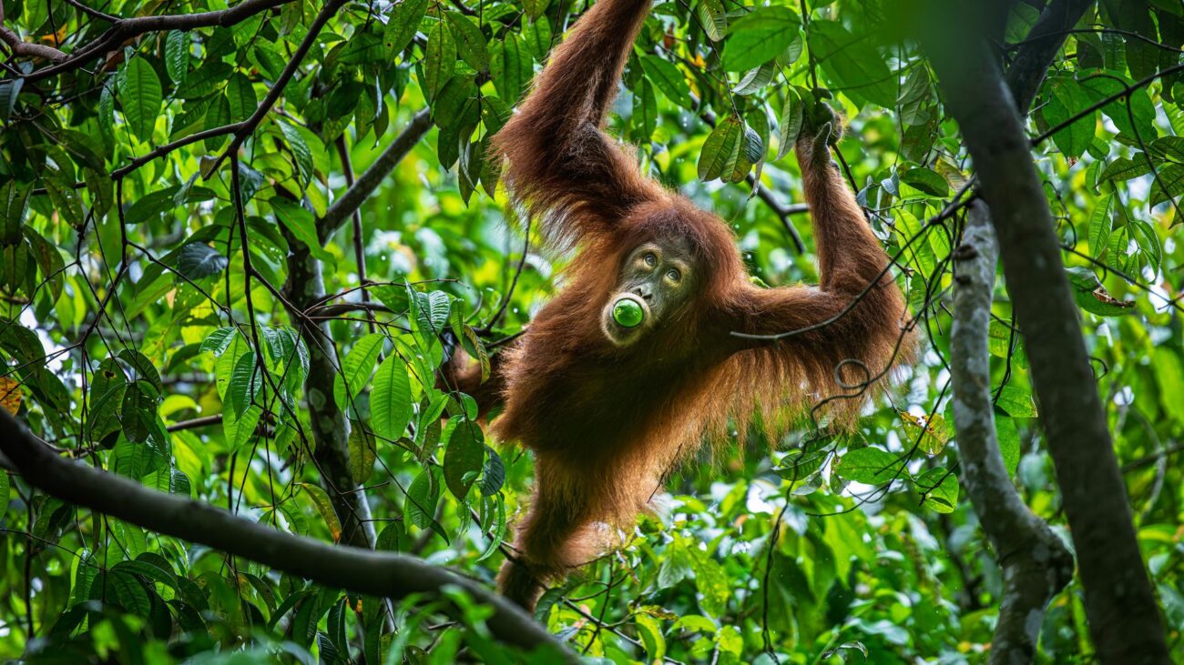 An orangutan swings through the rainforest with fruit in its mouth