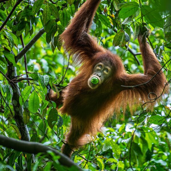 An orangutan swings through the rainforest with fruit in its mouth