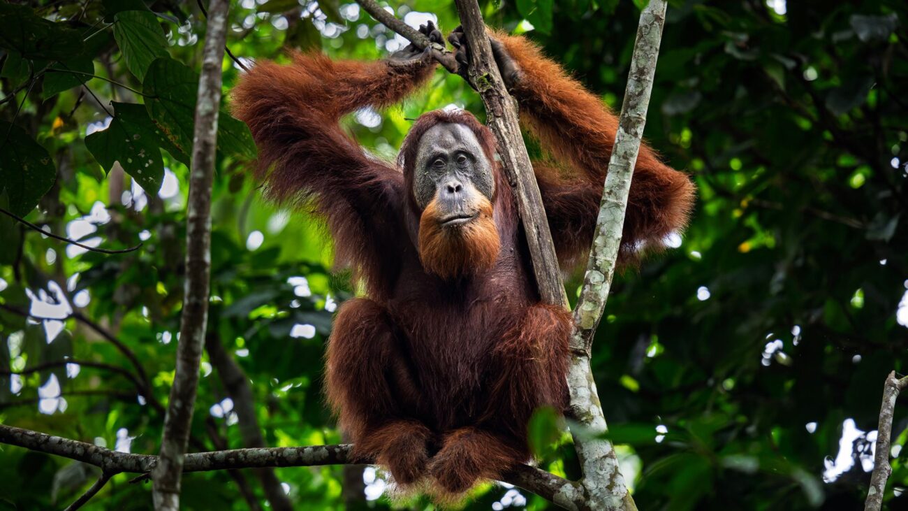 A male orangutan sits high on a branch and gazes towards the camera