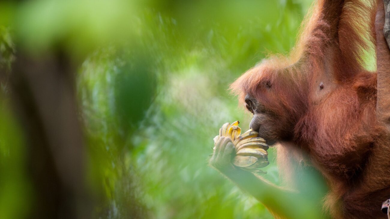 An orangutan swings from a tree, holding a bunch of bananas.