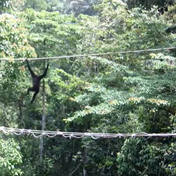Hope on the High Ropes! Gibbons Use Canopy Bridges for the First Time