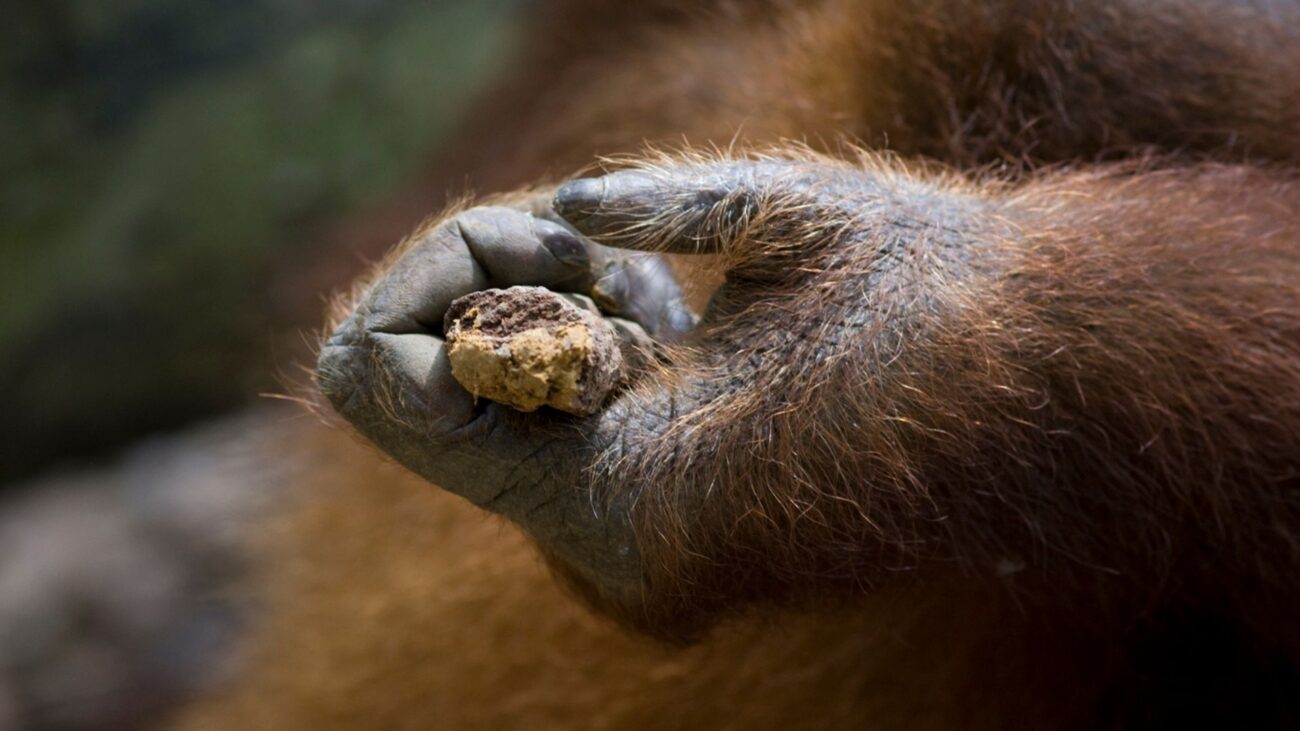 A close up photo of an orangutan's hand