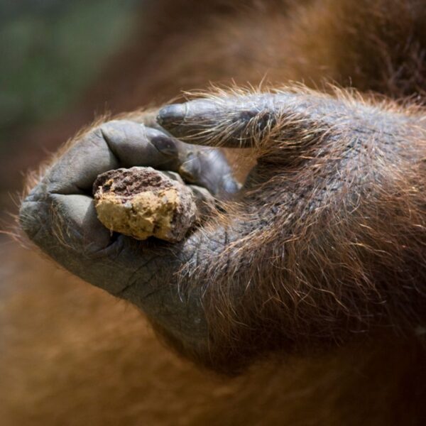 A close up photo of an orangutan's hand