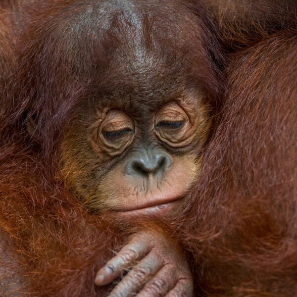 Why Do Humans Sleep Less Than Other Primates?