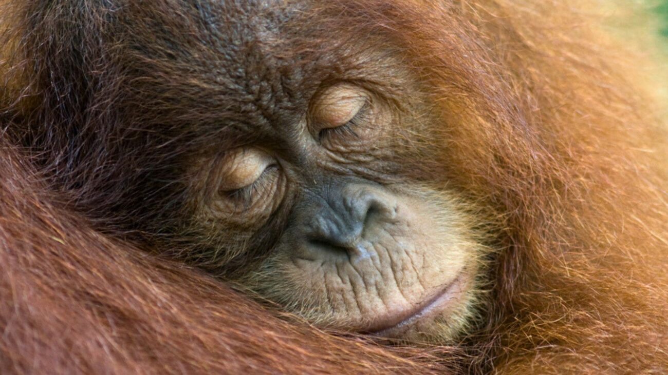 A young orangutan lies fast asleep on its mother