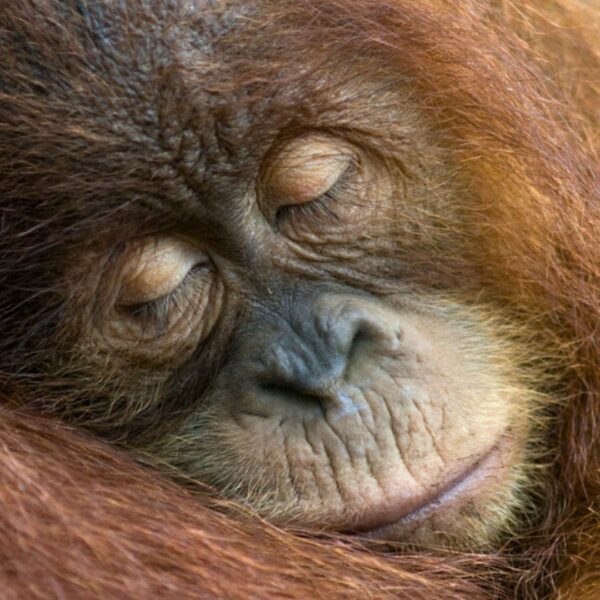 A young orangutan lies fast asleep on its mother