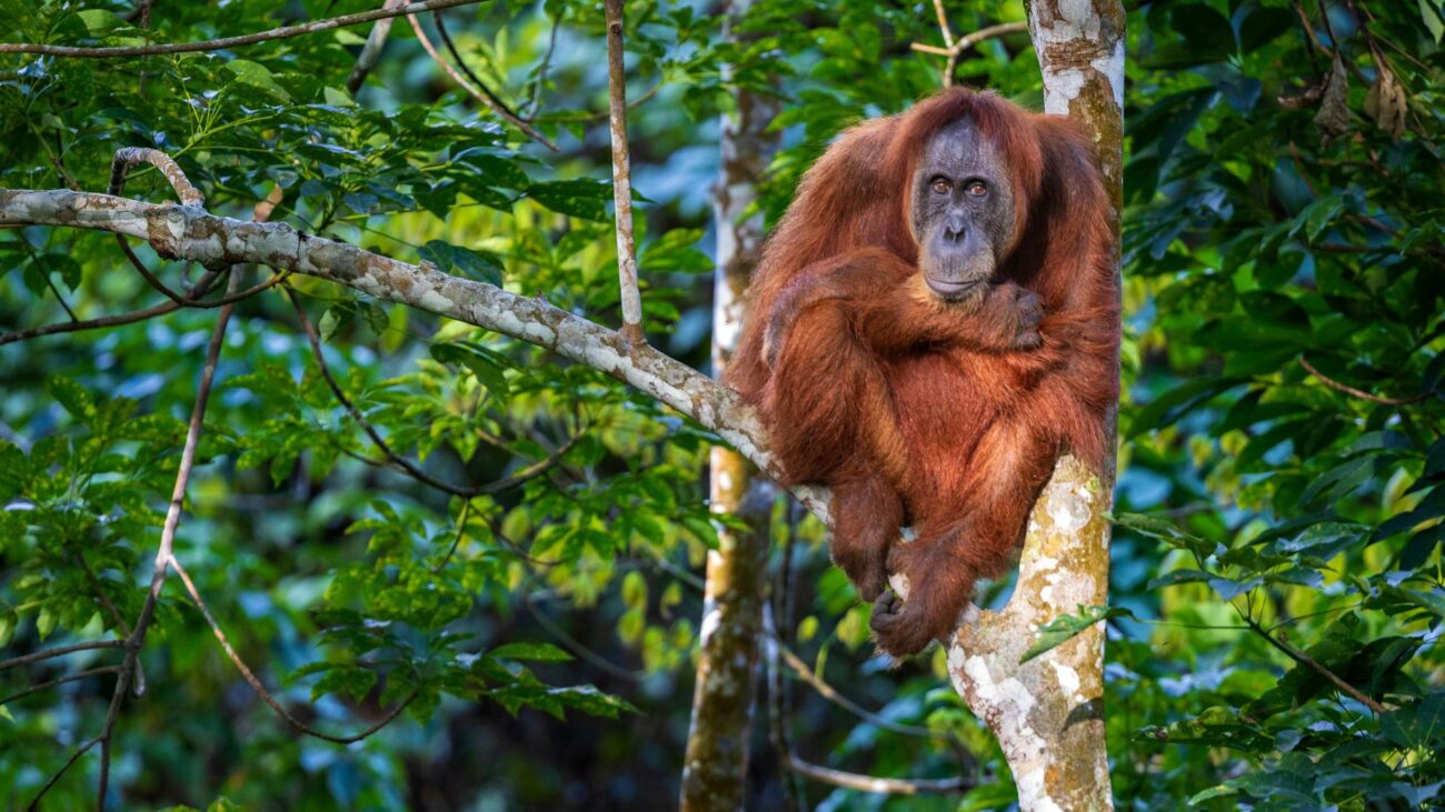 An orangutan sits snugly in a tree, gazing towards the camera