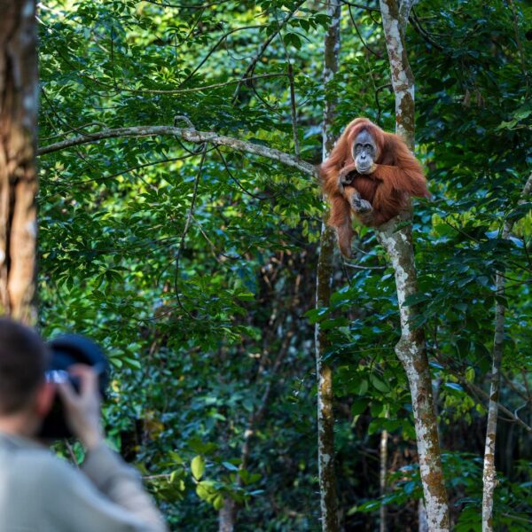 A photographer takes a photo of a wild orangutan in Sumatra