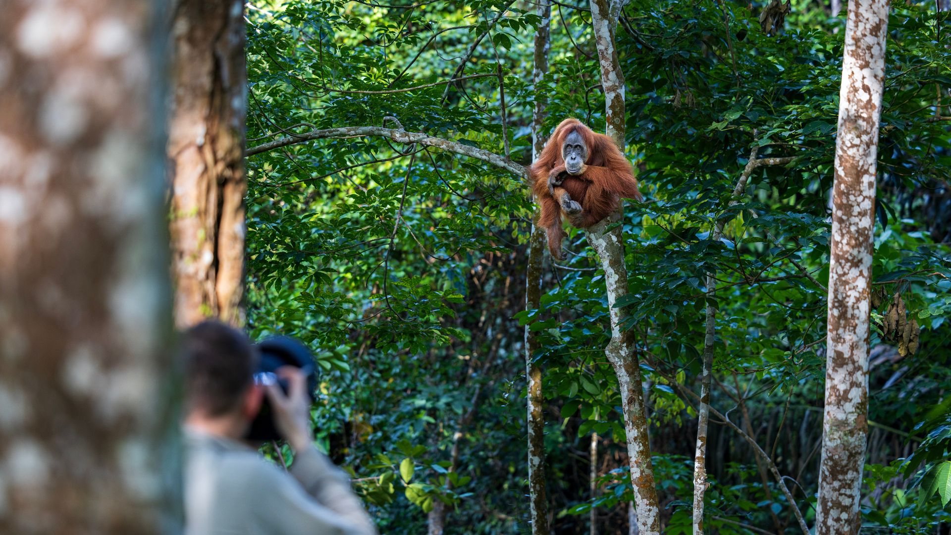 A photographer takes a photo of a wild orangutan in Sumatra