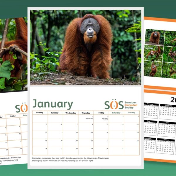 Fill 2026 with Orangutan Joy! Our Calendar is Here