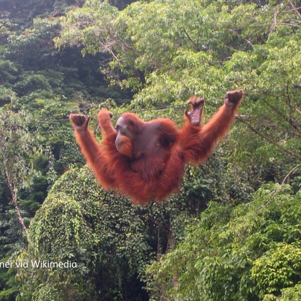 Not swinging, but scrambling... how do orangutans move through the trees?