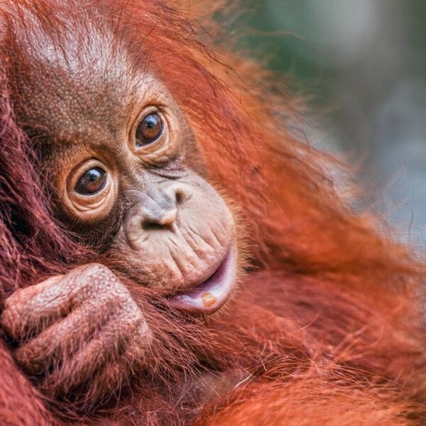 Orphaned orangutan survives in the wild – with thanks to her older sister