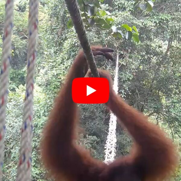 Sumatran Orangutan Explores Our Canopy Bridge – for the First Time!
