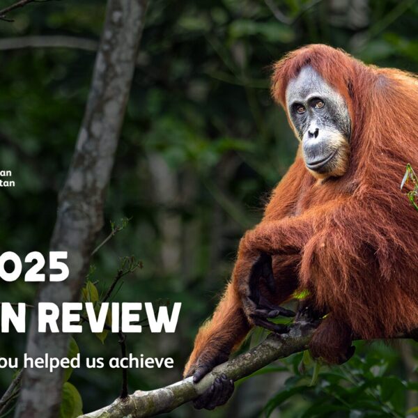 2025 Year in Review: Hope and Connection for Wild Orangutans