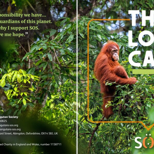 The Long Call 2025: Stories of Hope for Orangutans!