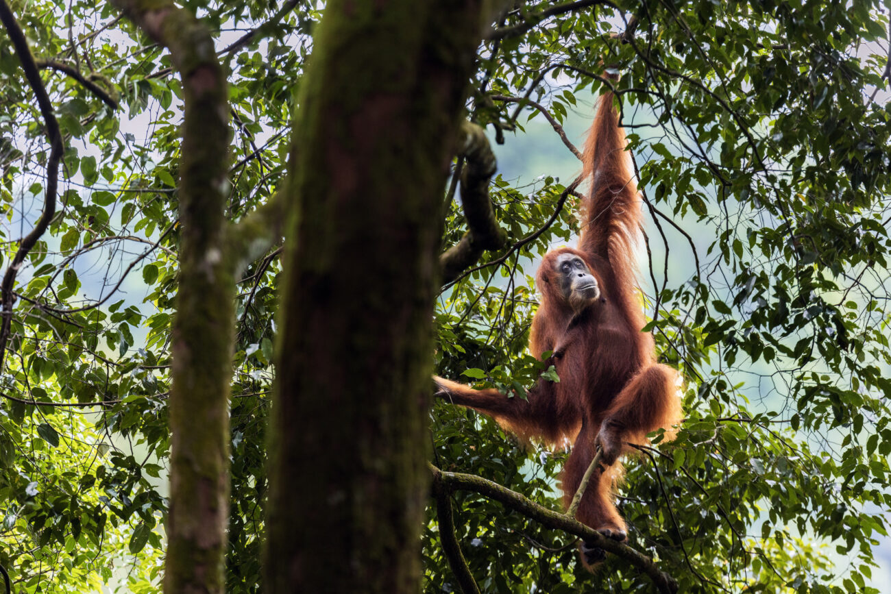 An orangutan looks upwards, reaching for a branch