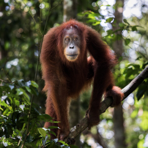 How Same-Sex Behaviours Help Primates Survive Harsh Environments