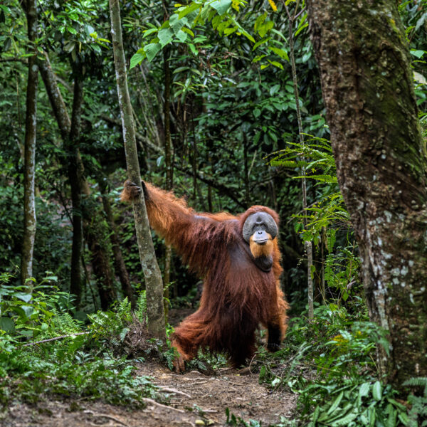 Why Would an Orangutan Come Down to the Forest Floor?